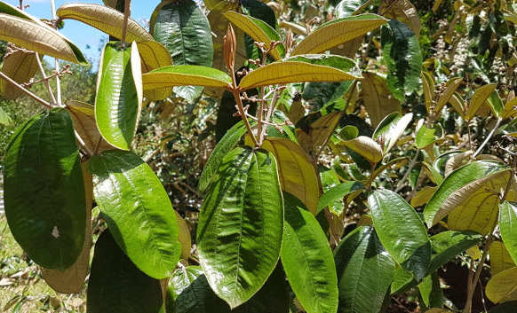 Os benefícios da Canela de Velho: para que serve essa planta?